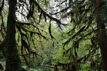 Fototapeta premium moss covered trees