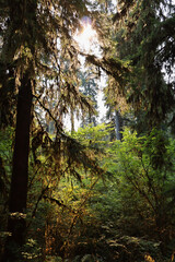 forest in the morning