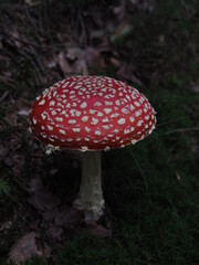 Fliegenpilz