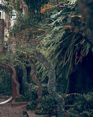 tree in the mountains