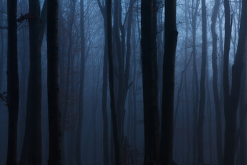 Obraz premium mysterious forest in the fog