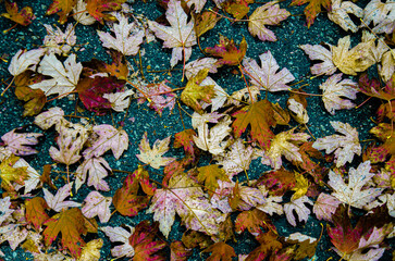 Ground covered with golden leaves of maple with green, red, orange and gold of autumn and fall in BC, Canada