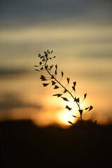 Rośliny przy zachodzie słońca © Piotrek