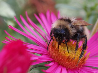 Trzmielec żółty (Bombus campestris) wśród kwiatów w ogrodzie