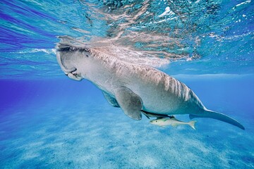Dugong (sea cow) at Marsa Mubarak, Red Sea, Egypt