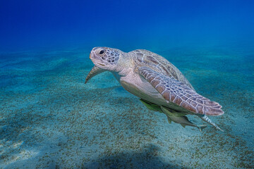 Green turtle, Red Sea, Egypt