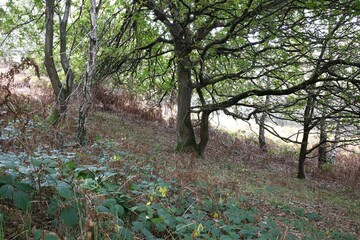 trees in the forest