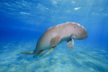 Dugong (sea cow) at Marsa Mubarak, Red Sea, Egypt
