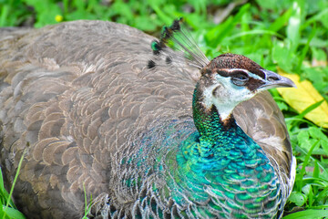 Photo of peahen resting on the zoo