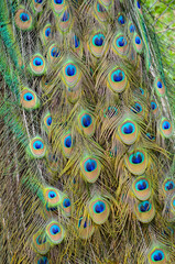 Obraz premium A peacock spreading his tail, displaying his plumage