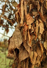 close-ip of dried autumn leaves in the park