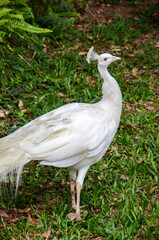 Photo of a white peacock walking around a zoo
