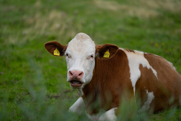 Brown grazing cow. Hereford cows at field. Cow face closeup. Grazing cow at green pasture....