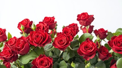 Fototapeta premium Large arrangement of red rose flowers wrapped set against a white background
