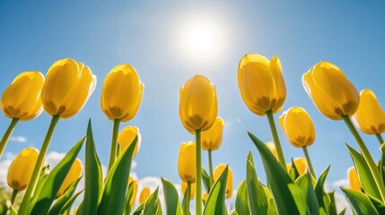 Obraz premium Vibrant yellow tulips set against a blue sky ideal for banners or postcard designs