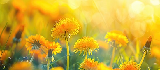 Close Up On Some Dandelion Flowers Meadow On An Organic Farm On Europe Spring Taraxacum Officinale