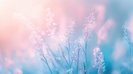Soft translucent atmospheric background in pastel hues Close up macro of blooming field grass in blue and pink tones creating a gentle artistic image with ample copy space