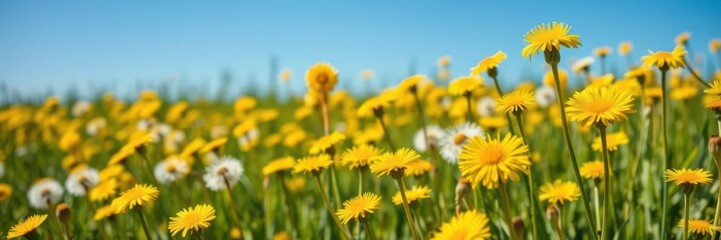 Obraz premium Vibrant field of dandelions under a clear blue sky, summertime, sunny