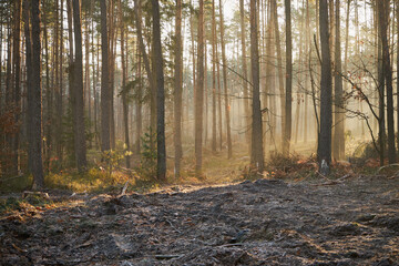 las,jesień,przymrozek  © Marcin Łazarczyk