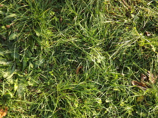 Close up of green grass