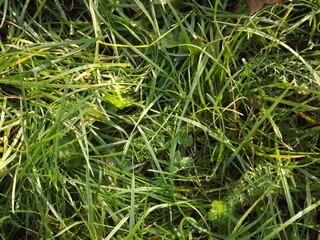 Close-up of grass foliage texture