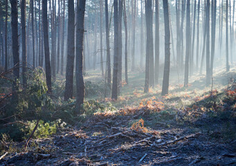 las,jesień,przymrozek  © Marcin Łazarczyk