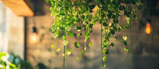 Flourishing hanging vine suspended by a green rope from the ceiling serving as a lively indoor decoration