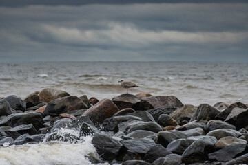 Gull perched on a stone against the sea. Splashes from the waves bumping against the rocky shore