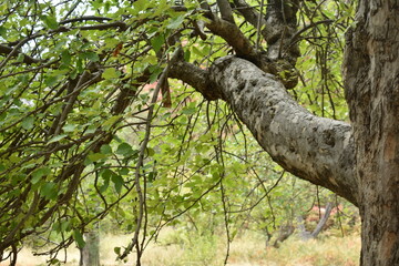 Large tree branch and leaves