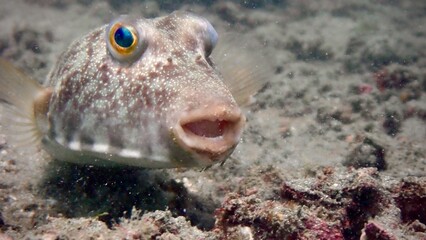 Puffer fish smiling © Gecko