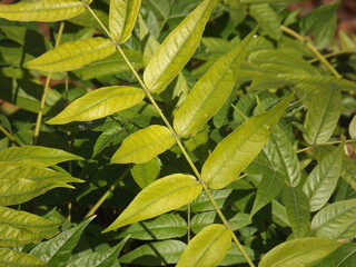 Green leaves foliage