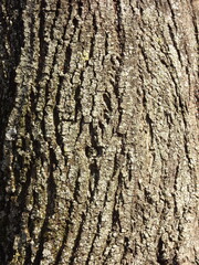 Rough tree bark surface