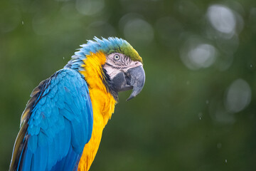 This blue-and-yellow macaw is perched quietly amidst lush green foliage, showcasing its vibrant feathers. It exudes a calm presence in its natural rainforest habitat, adding color to the scenery.