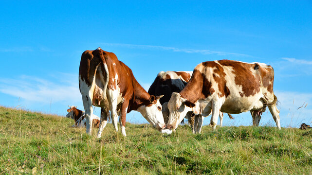 a herd of Montbeliarde cows licking a salt lick in the mountain pasture. Salt lick is a simple way to provide animals with a complement of mineral salts.