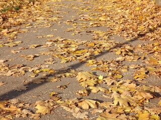 Autumn leaves on the ground
