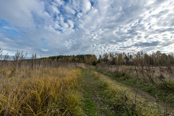 Fototapeta premium A field with a dirt road in the middle