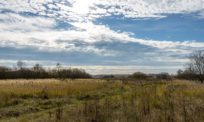 A field of tall grass with a clear blue sky in the background