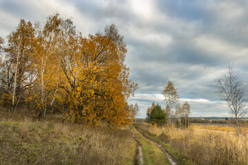 A road runs through a field of trees with leaves that are changing colors