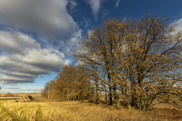 Obraz premium A field of trees with a cloudy sky in the background