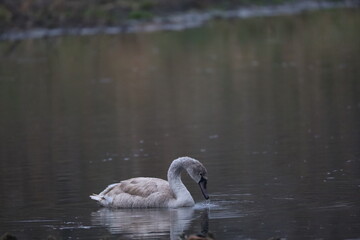 swan in the lake
