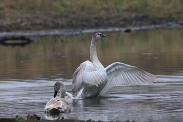 Swans on the lake