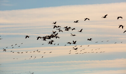 Large flock of cranes flying in blue spring sky. Bird migration time..