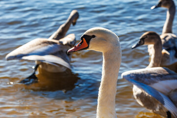 white young swans in lake with blue dark background with sun rays