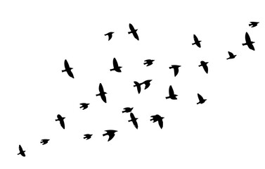 Flying birds silhouette flock. hand drawing. Not AI. Vector illustration