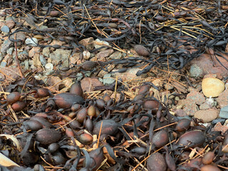 Seaweed on the beach