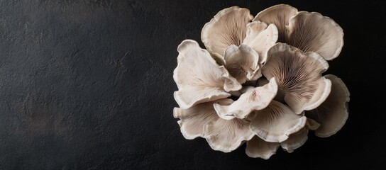 Oyster Mushrooms on Black Background
