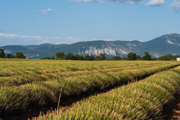 Fototapeta premium A field of harvested lavender in the mountains of southern France on a summer day.