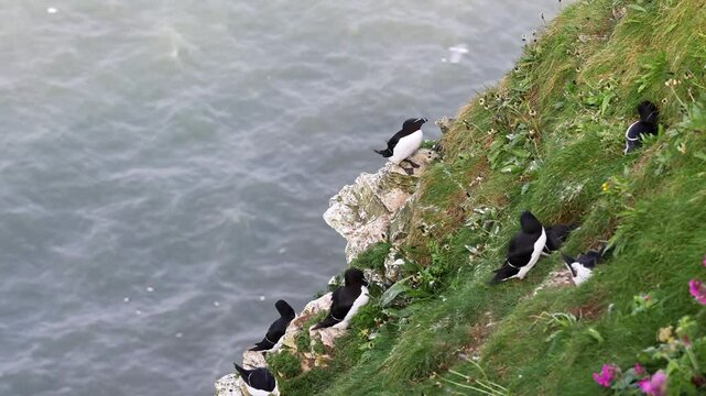 Razorbill (Alca torda) on the edge of the cliff, 4K Video.