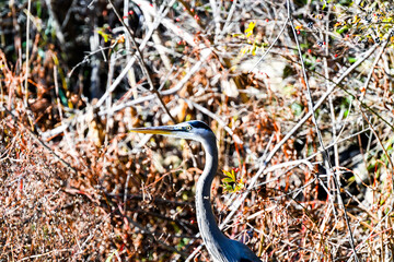Birds of indiana
