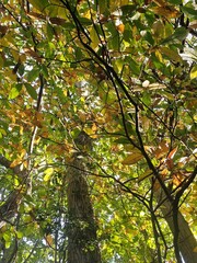 autumn colours of leaves on trees